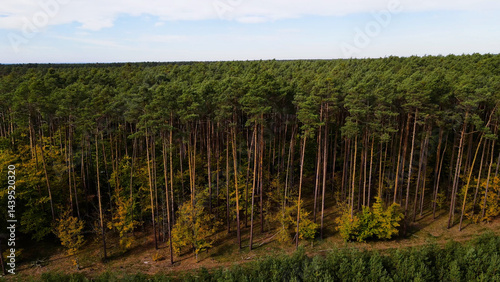 Obraz na płótnie coniferous forest fir trees pine view landscape w salonie