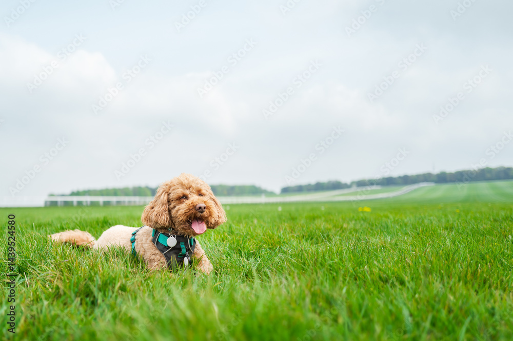Adorable miniature poodle dog seen laying in a lush green meadow in Britain. The background shows a flat race training track in the town of Newmarket, Suffolk.