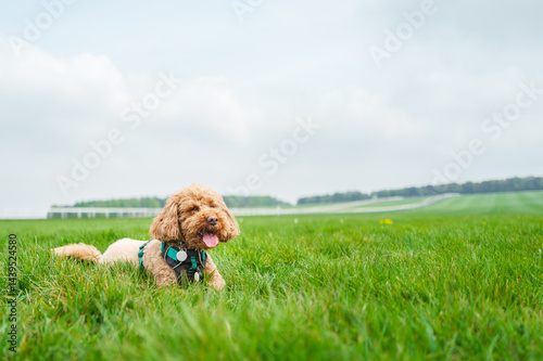 Obraz na płótnie Adorable miniature poodle dog seen laying in a lush green meadow in Britain. The background shows a flat race training track in the town of Newmarket, Suffolk. w salonie