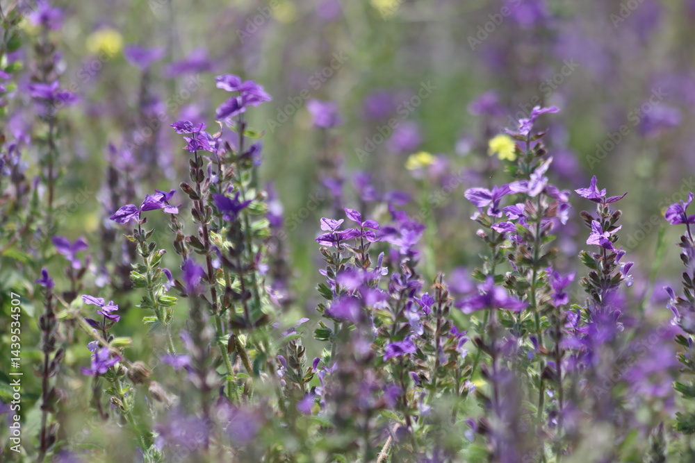Fototapeta premium Flowers of Salvia viridis, also known as Painted Sage, in spring