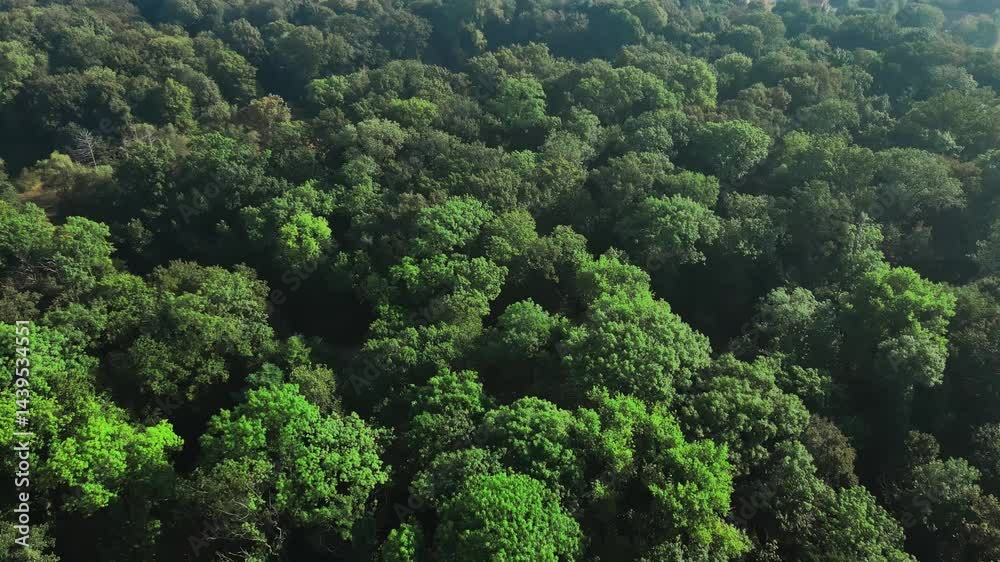 Aerial view of dense green forest with vibrant trees. Concept of untouched nature, biodiversity, and ecological balance Aerial view of dense green forest with vibrant trees. Concept of untouched nature, biodiversity, and ecological balance