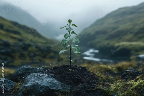 Young sprout in rugged landscape photo
