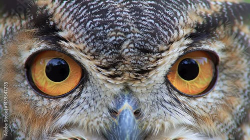 Detailed Close Up of an Owl's Eyes Blinking Slowly Under Moonlight With Feathers and Natural Illumination for Motivational Wisdom Concept
