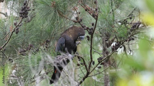 Australian Glossy Black Cockatoo feeding on Casuarina Tree nuts