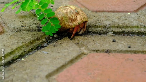 4K Resolution Footage of Red Hermit crab walking on a brick floor. Cinematic shot of a red hermit crab Coenobita Rugosus walking on a paving block in the afternoon. Animal Motion in HD Resolution photo