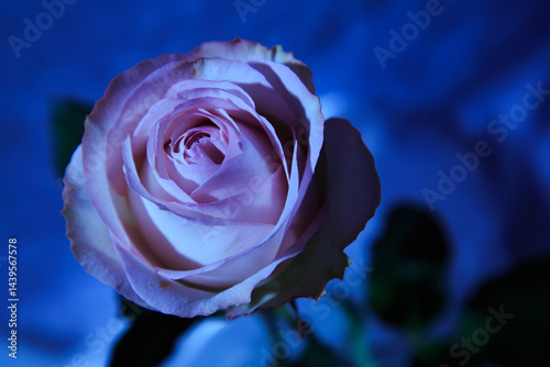 Fototapeta Naklejka Na Ścianę i Meble -  薔薇