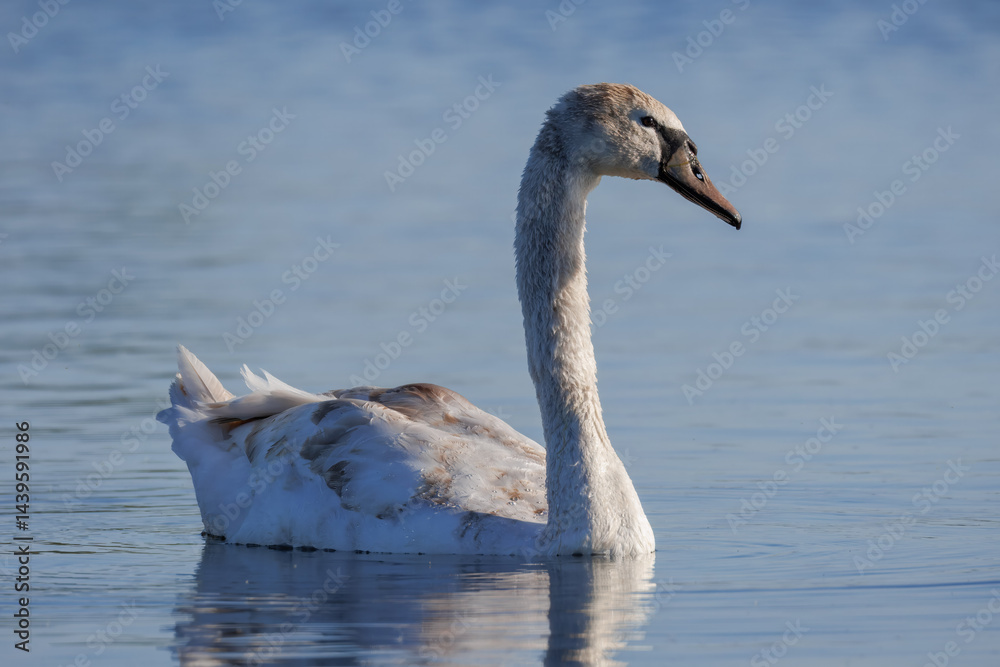 Fototapeta premium Close-up of a young mute swan swimming in the calm water toward the camera lens on a sunny spring evening. 