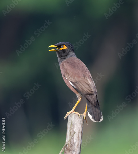 Common Myna perches gracefully, showcasing bright colors and bold personality.