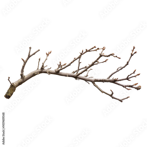 dry branch with multiple twigs and buds, perfect for natural decor