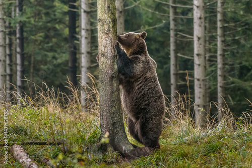 European brown bear (Ursus arctos arctos) young animal in the forest, Notranjska region, Dinaric Alps, Slovenia