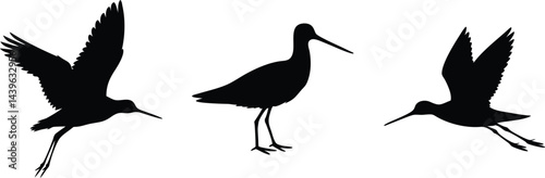 Bar tailed godwit silhouette vector image