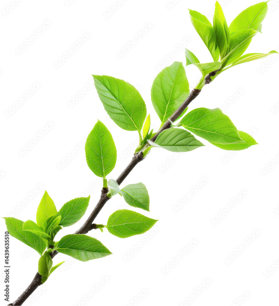 Green leafy branch isolated