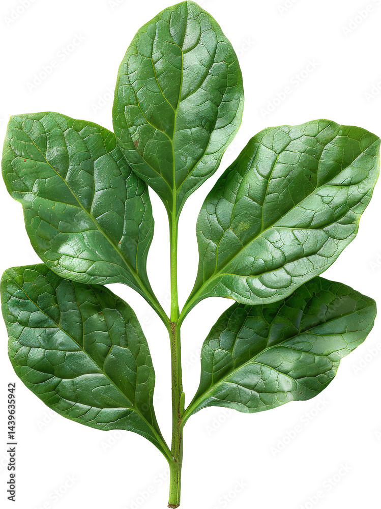 Fresh green leaves on a branch
