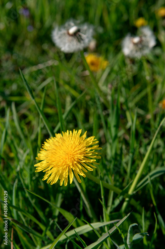 General stock. Gardening. .Taraxacum officinale - Dandelion. The yellow flowers form an essential spring source of nectar for pollinators. ...paardebloem, april,