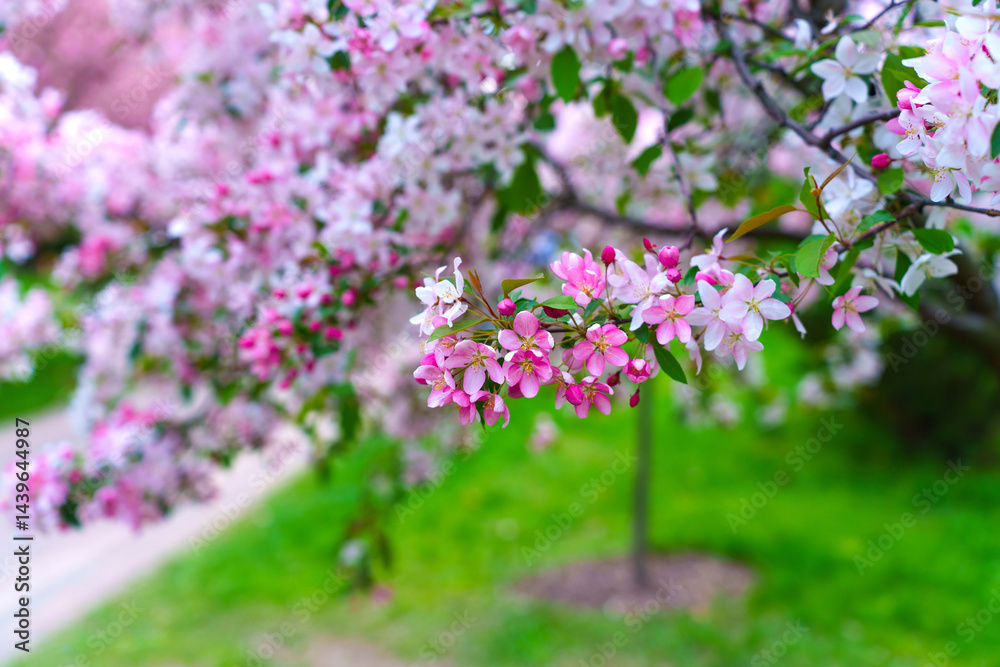 Obraz premium Blossoming Cherry Tree Branch with Pink Flowers in Spring