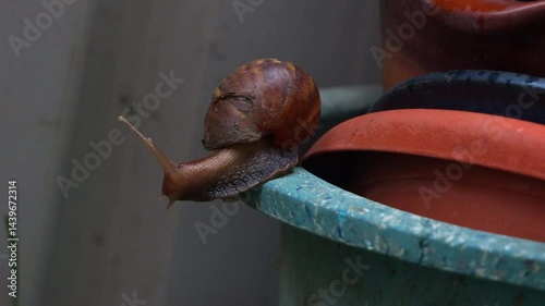 Close up shot of a brown snail with a large, spiral-patterned shell moving and crawling slowly along the edge of a flowerpot. photo