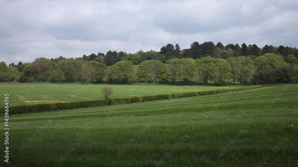 Rich pasture, hedgerow and trees. Staffordshire. England. UK Rich pasture, hedgerow and trees. Staffordshire. England. UK