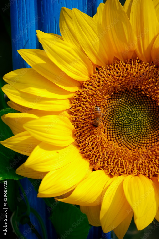 Obraz premium sunflower on a white background