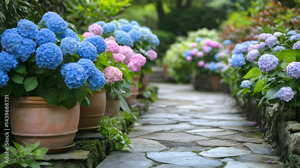 Naklejka premium Stunning Hydrangeas in terracotta pots along a stone path