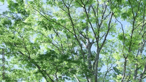 風に揺れる新緑の木