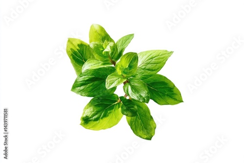 Fresh Mint Sprig Closeup photo