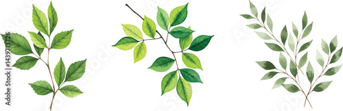 Watercolor Vector illustration of three sprigs of leaves in various shades of green on a white background.