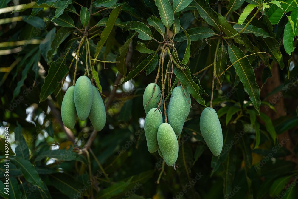 Close up of Fresh green Mangoes hanging on the mango tree in a garden farm with sunlight background harvest fruit thailand.