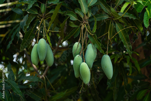 Obraz na płótnie Close up of Fresh green Mangoes hanging on the mango tree in a garden farm with sunlight background harvest fruit thailand. w salonie