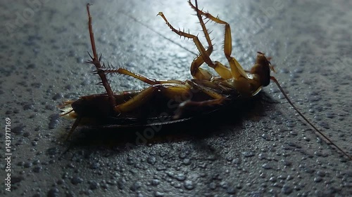 Cockroaches are wriggling on the floor