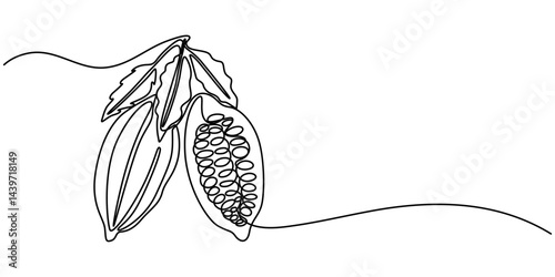 Cocoa beans on a branch, continuous single one line art hand drawing sketch logo, Continuous one line drawing of whole healthy organic cocoa bean for plantation logo identity. Fresh cacao concept.