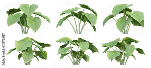 Colocasia gigantea plant on transparent background, 3d render illustration