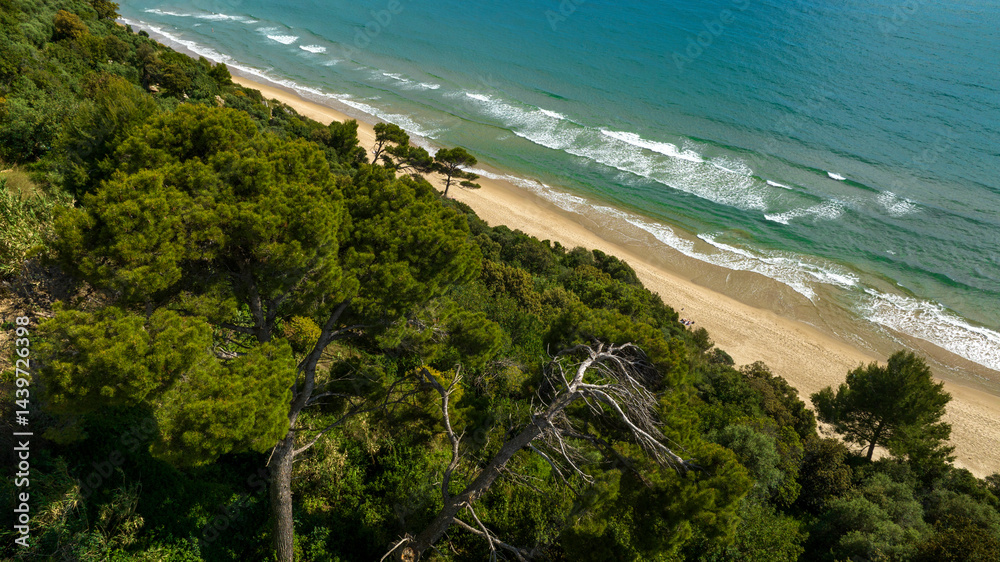 Forest with trees near a pristine beach. In the background the blue sea of the ocean.