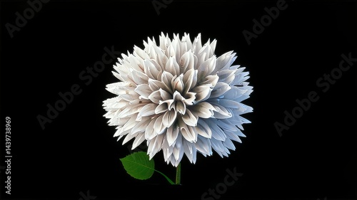 white daisies on black background