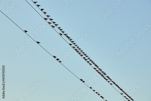 Photography Birds on Utility Wires