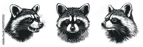 Racoon portrait set. Angle side and front view. Head only with a grinning maw. Wild forest animal mammal. Furry striped thief. Simple silhouette linocut black and white style. Isolated vector on white