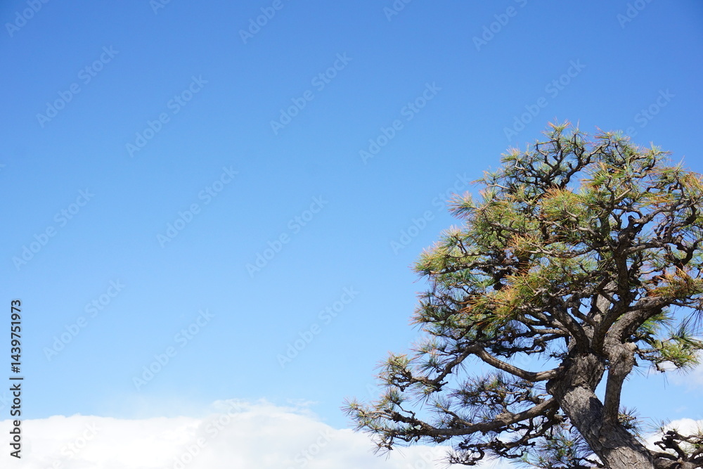 Obraz premium 松と青空