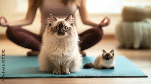 Person meditating with cats on yoga mat.