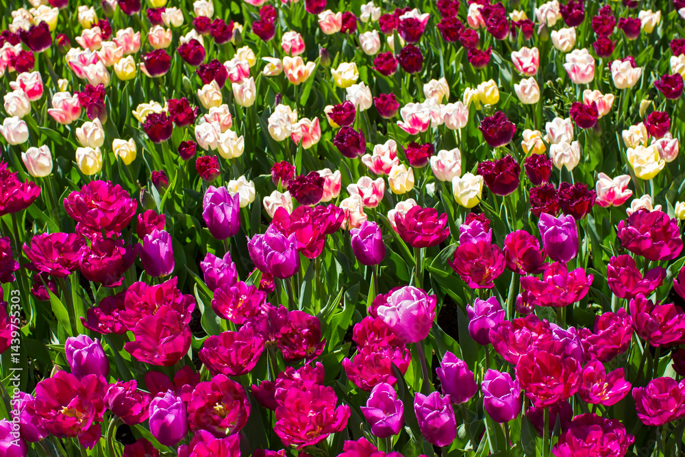 tulips flowers - spring flowers - closeu up