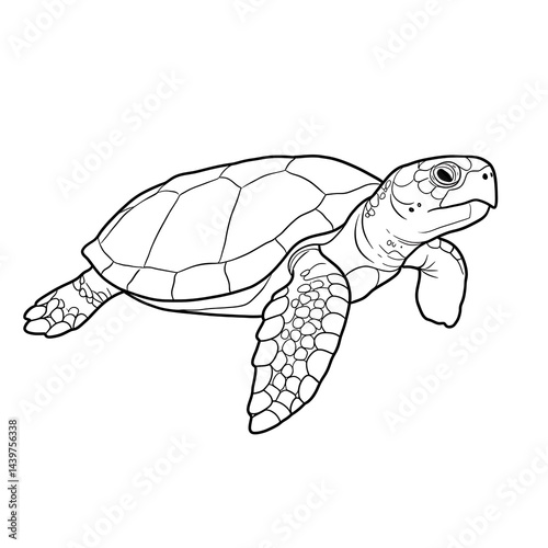 Hand drawn turtle outline black illustration with white background