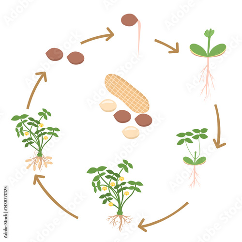 An educational diagram illustrating the life cycle of a peanut plant, from seed germination to harvesting. This flat-style visual is ideal for teaching biology or science to kids 