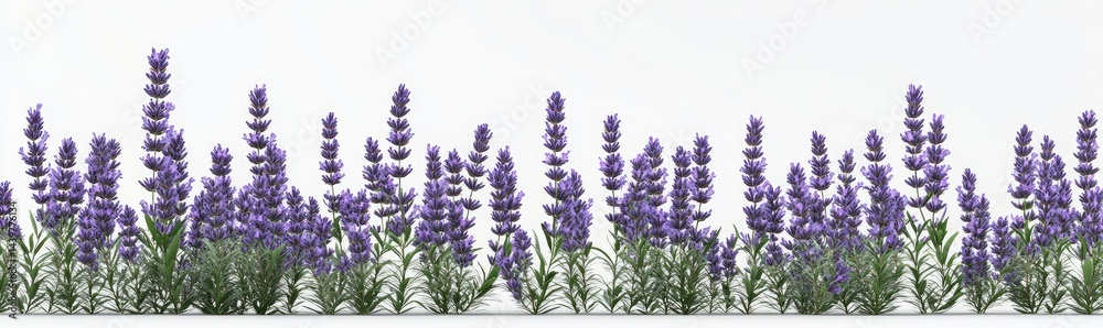 Naklejka premium Lavender field border, purple flowers on white