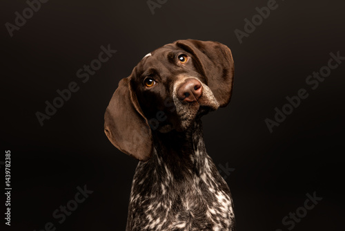 German Shorthaired Pointer with Head Tilt on Black Studio Background