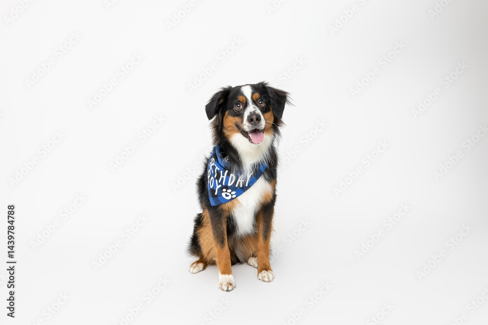 Australian Shepherd Dog Sitting in Blue “Birthday Boy” Bandana on White Background Australian Shepherd Dog Sitting in Blue “Birthday Boy” Bandana on White Background