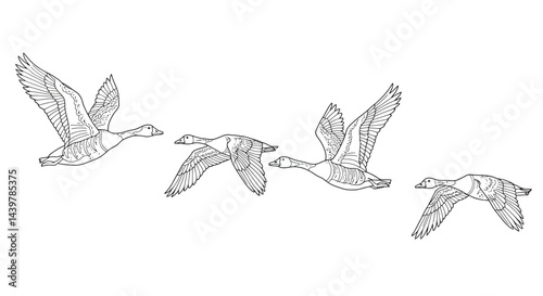 Graceful Migrating Geese Flying Adult Coloring Template Design