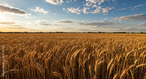 Golden Wheat Field at Sunset A Serene Landscape of Nature's Bounty