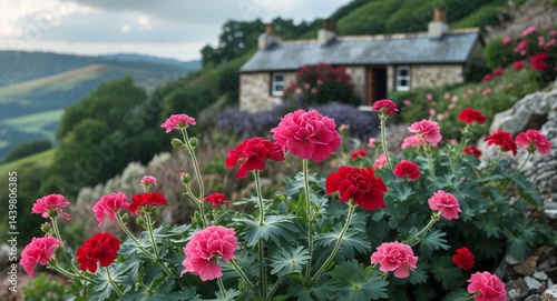 Geranium with windy hilltop cottage background