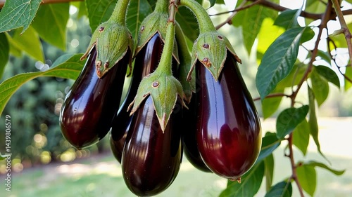 fresh eggplants growing on a plant against a blurred background  