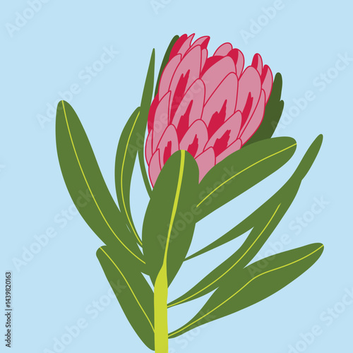 Vector illustration of a tropical flower in pink color on a blue background