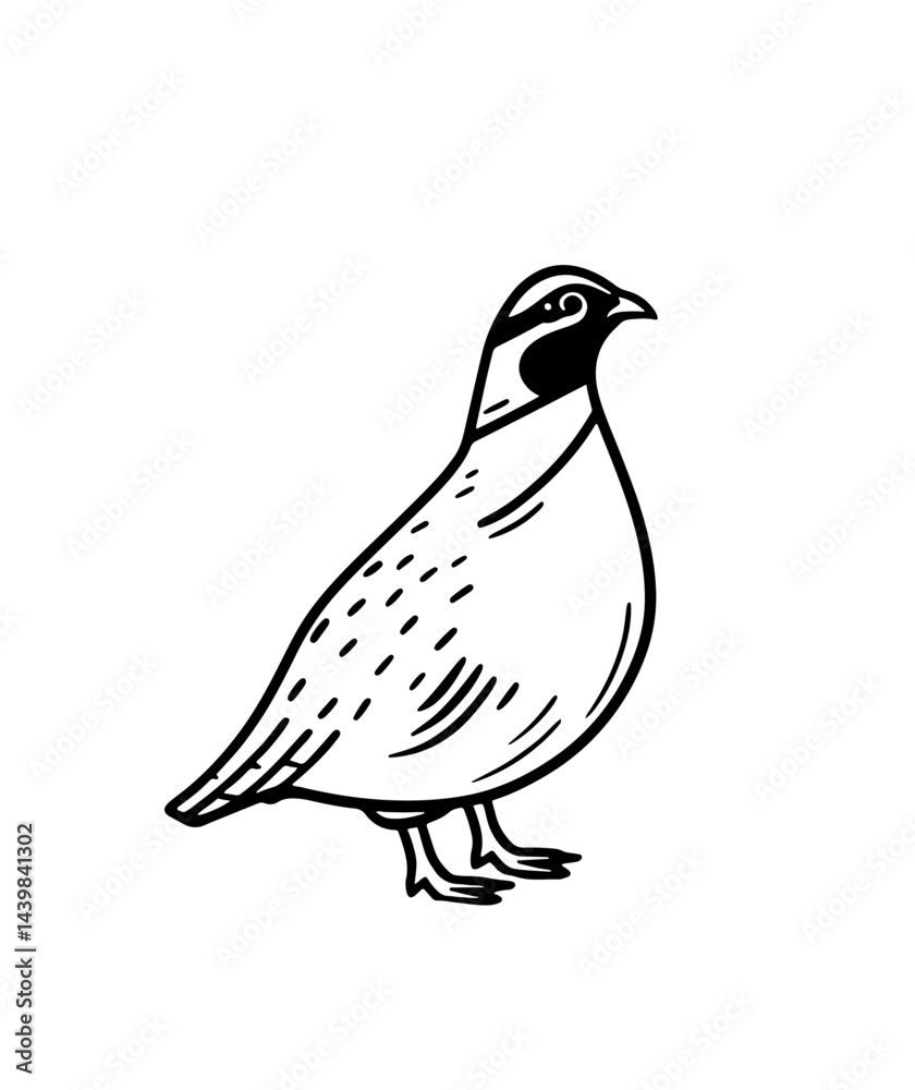 Elegant vector illustration of quail, perfectly suited for nature-themed projects, invitations, and educational materials. Ideal for those seeking stylish and minimalist bird art. Elegant vector illustration of quail, perfectly suited for nature-themed projects, invitations, and educational materials. Ideal for those seeking stylish and minimalist bird art.