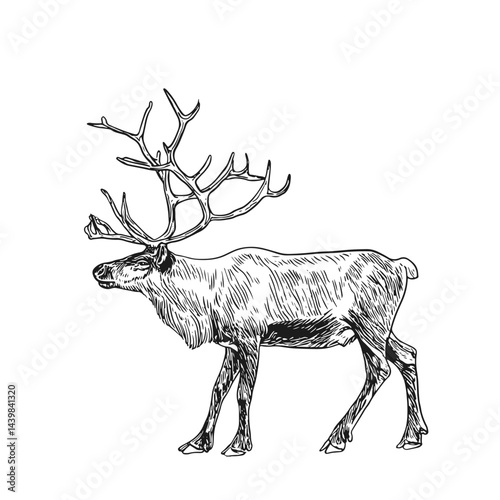 Elegant hand-drawn vector illustration of a reindeer with majestic antlers. Perfect for winter themes, wildlife designs, and festive decorations, ideal for holiday cards and nature projects.